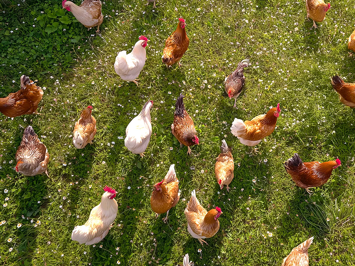 Flock of chickens walking on green grass