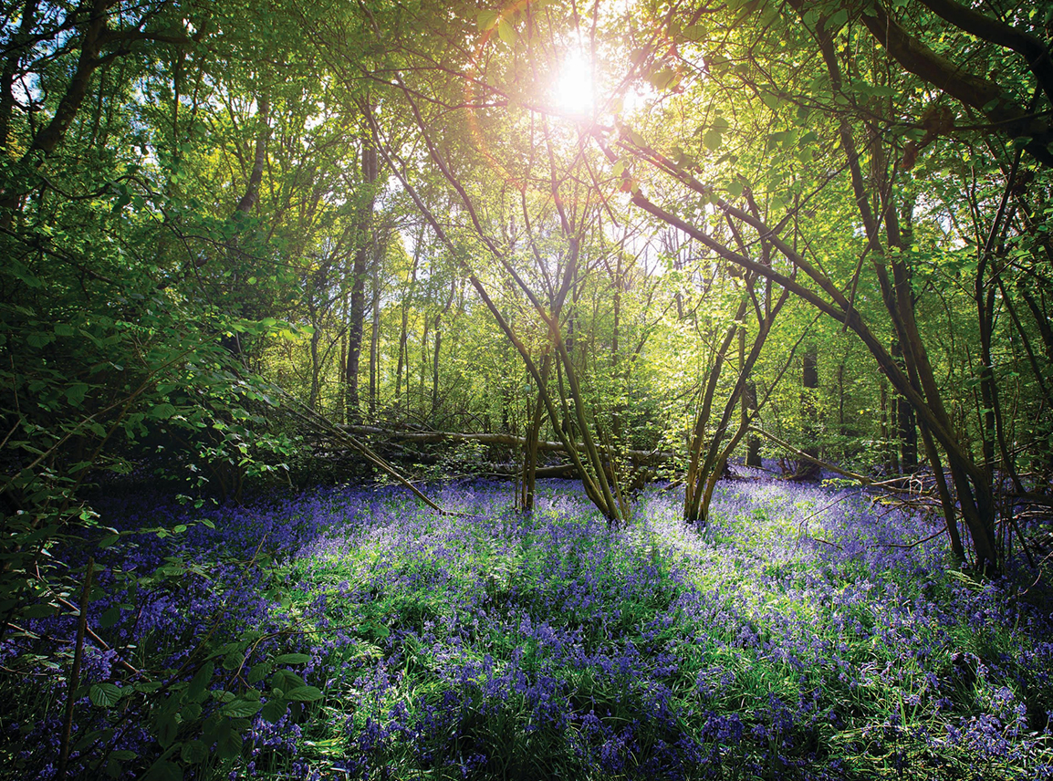 <br><br><br>A drive towards<br>conservation